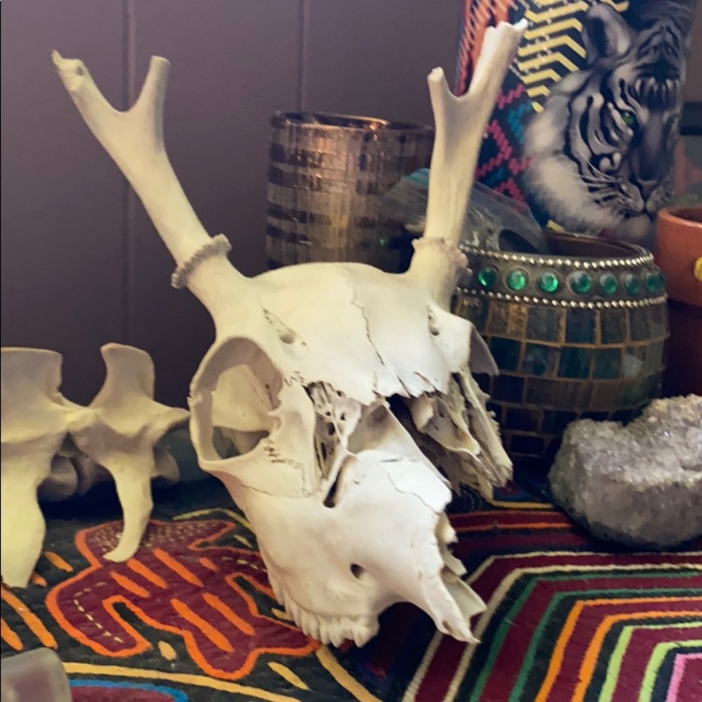 ☠️ Long Island young buck skull ☠️